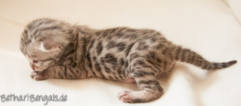 Bengalkatzen Kitten silber